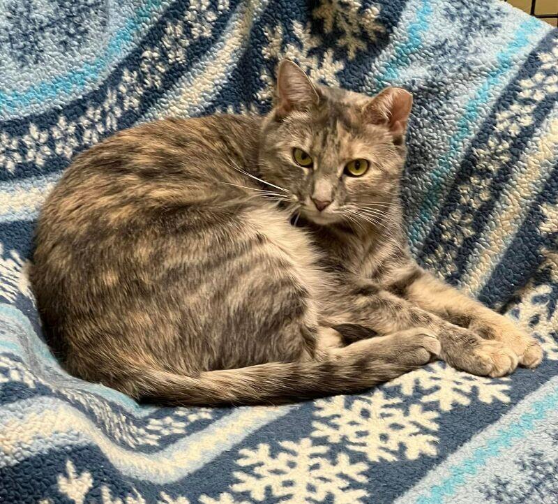 Cher, a Adoptable Domestic Short Hair in Colmar, PA image 2/6