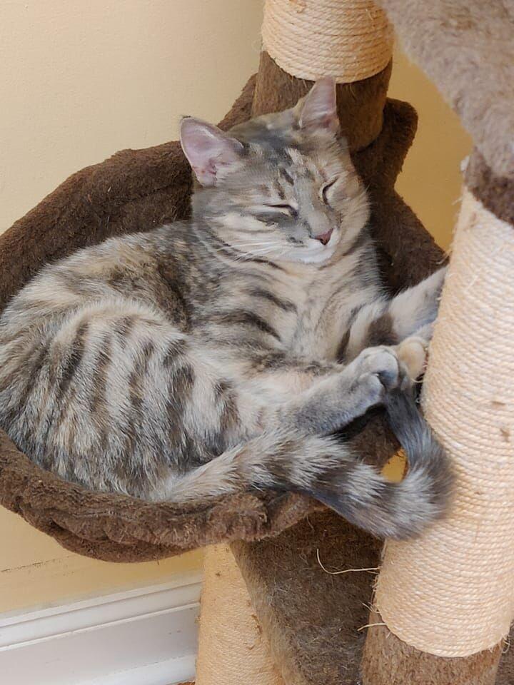 Cher, a Adoptable Domestic Short Hair in Colmar, PA image 3/6