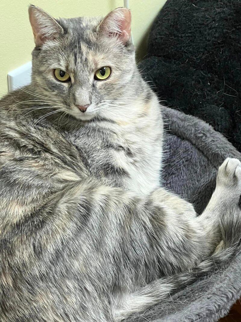 Cher, a Adoptable Domestic Short Hair in Colmar, PA image 4/6