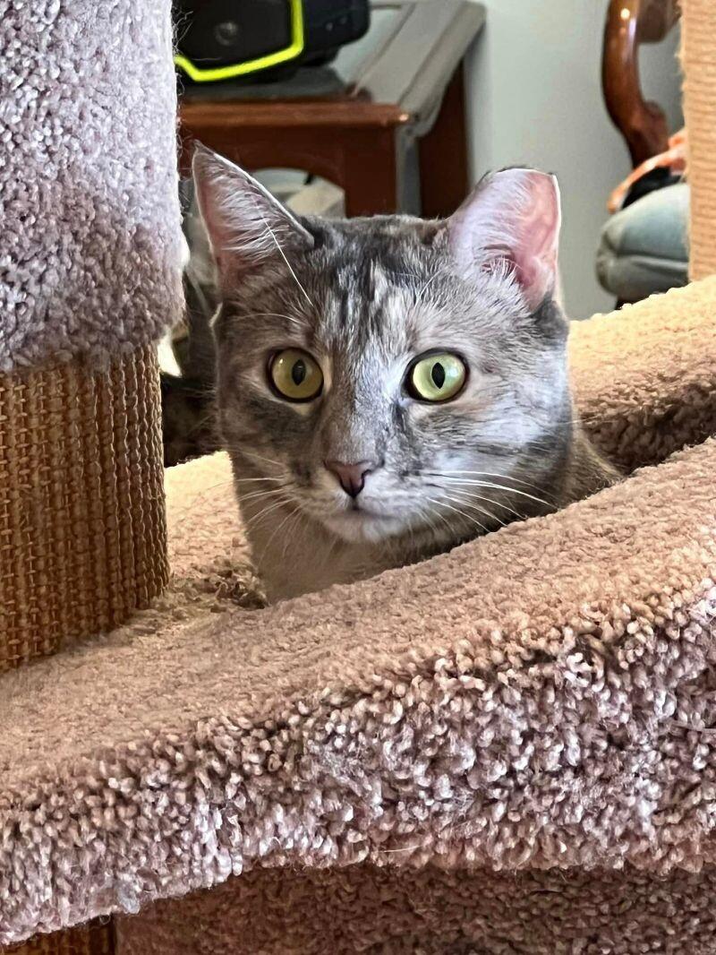 Cher, a Adoptable Domestic Short Hair in Colmar, PA image 5/6