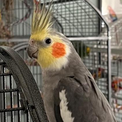 Enlarge Mr. Henry, an adopted Cockatiel in Bethesda, MD image 1/1