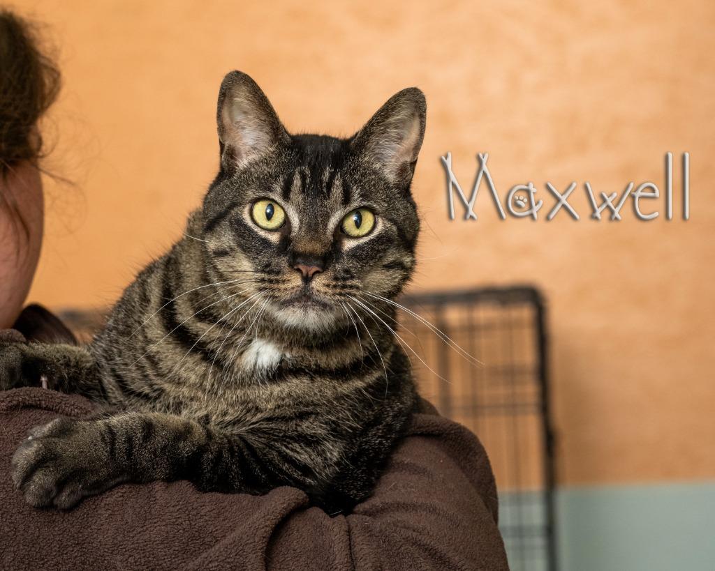 Maxwell