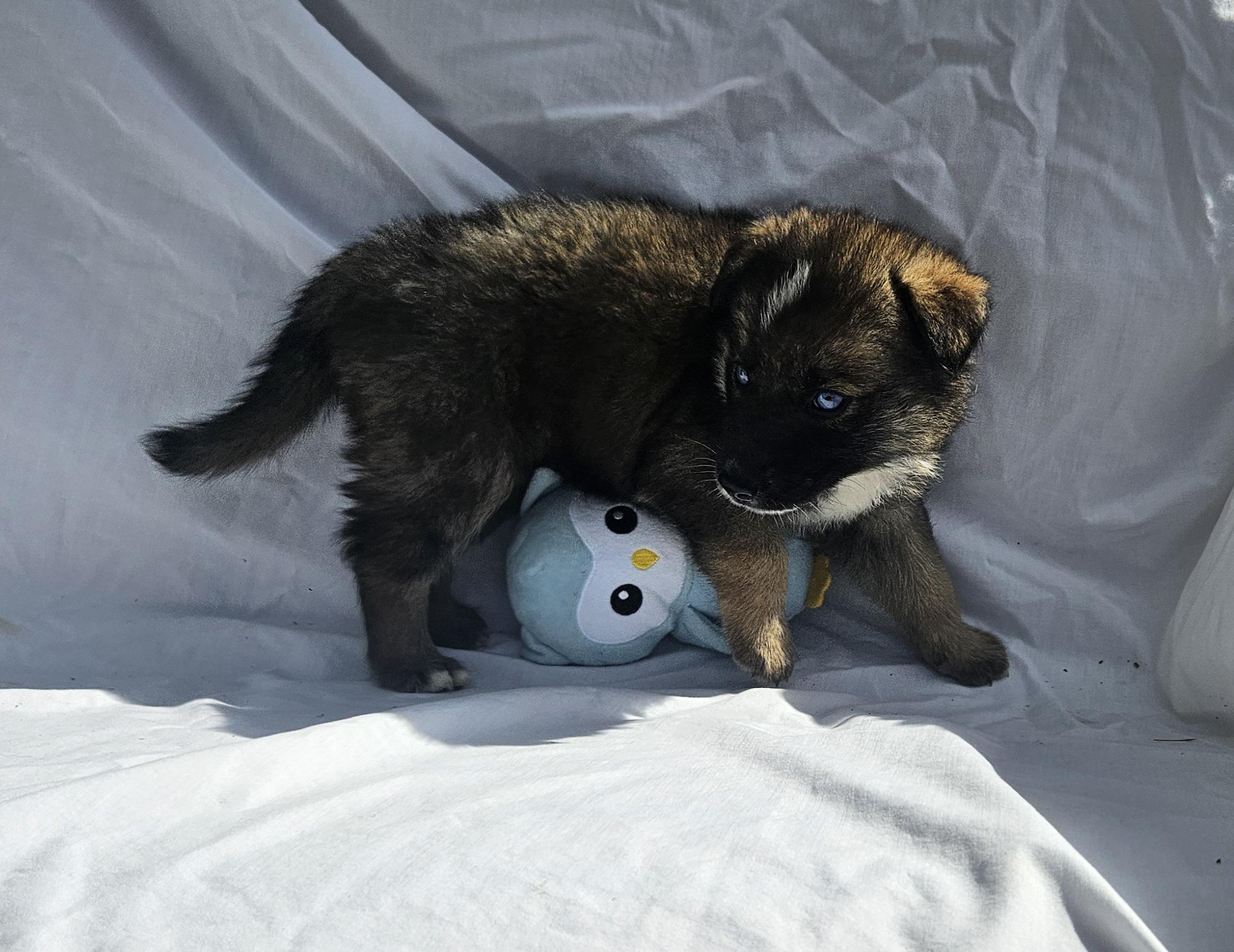 Jack, a Adoptable Siberian Husky in Kirksville, MO image 2/4