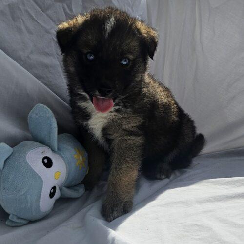 Jack, a Adoptable Siberian Husky in Kirksville, MO image 4/4