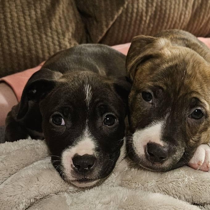 Enlarge Cinder, a ADOPTABLE Mixed Breed in Alma, MI image 4/4