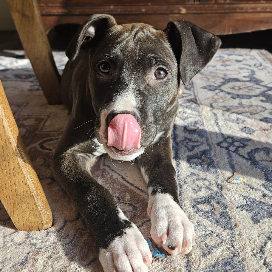 Cinder, ADOPTABLE, Young Female Mixed Breed.