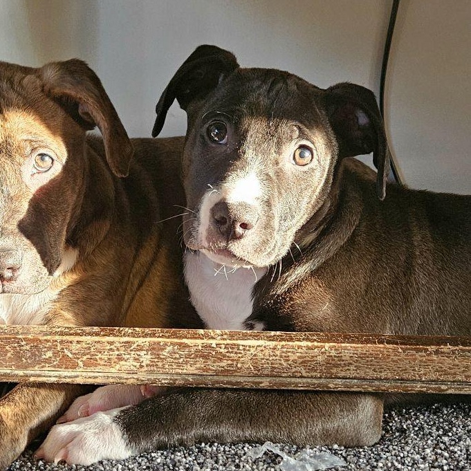 Enlarge Cinder, a ADOPTABLE Mixed Breed in Alma, MI image 2/4