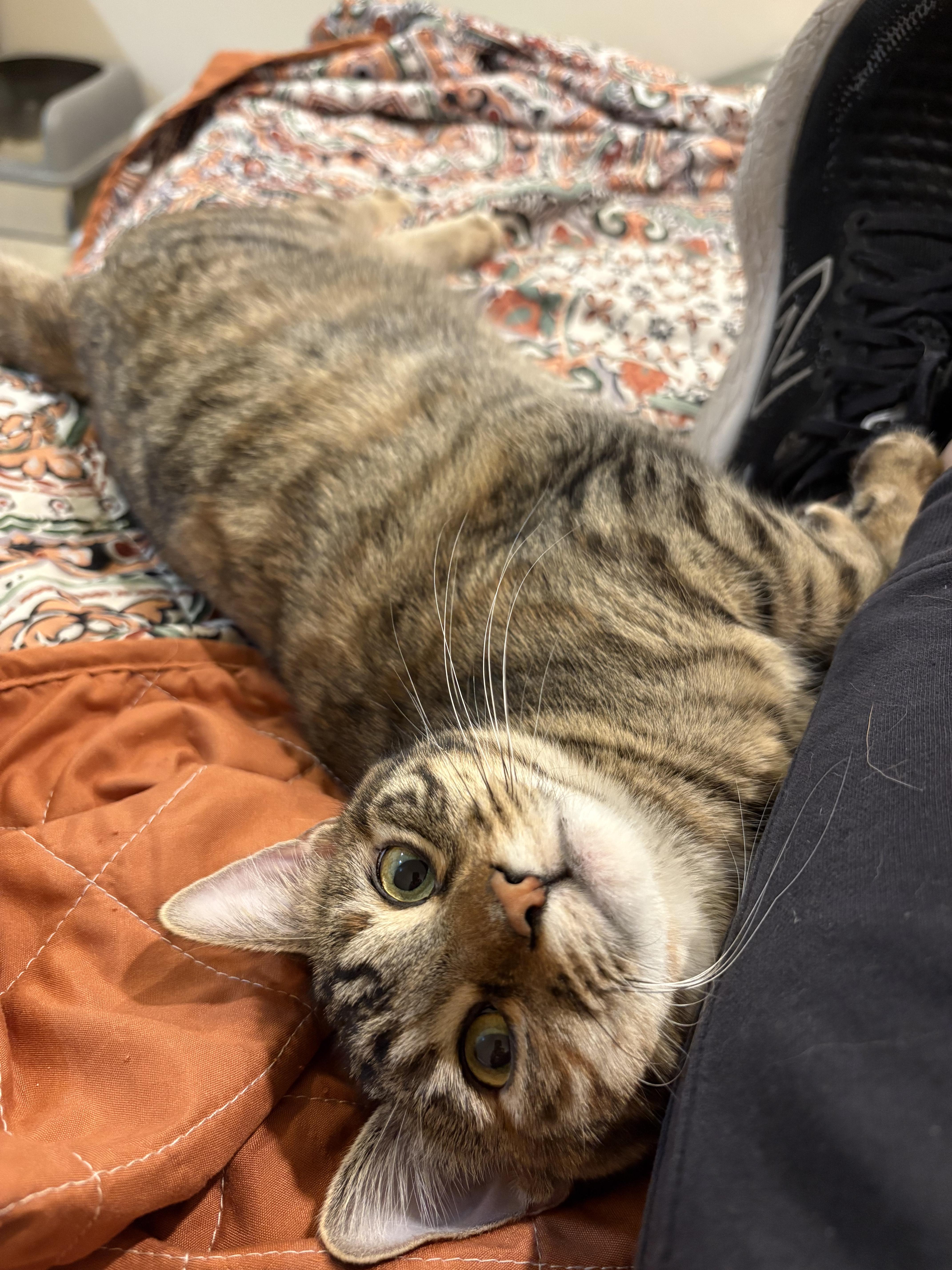 Enlarge SnugglePunk & Mini Spice, an adopted Domestic Short Hair in Lincoln, NE image 2/6