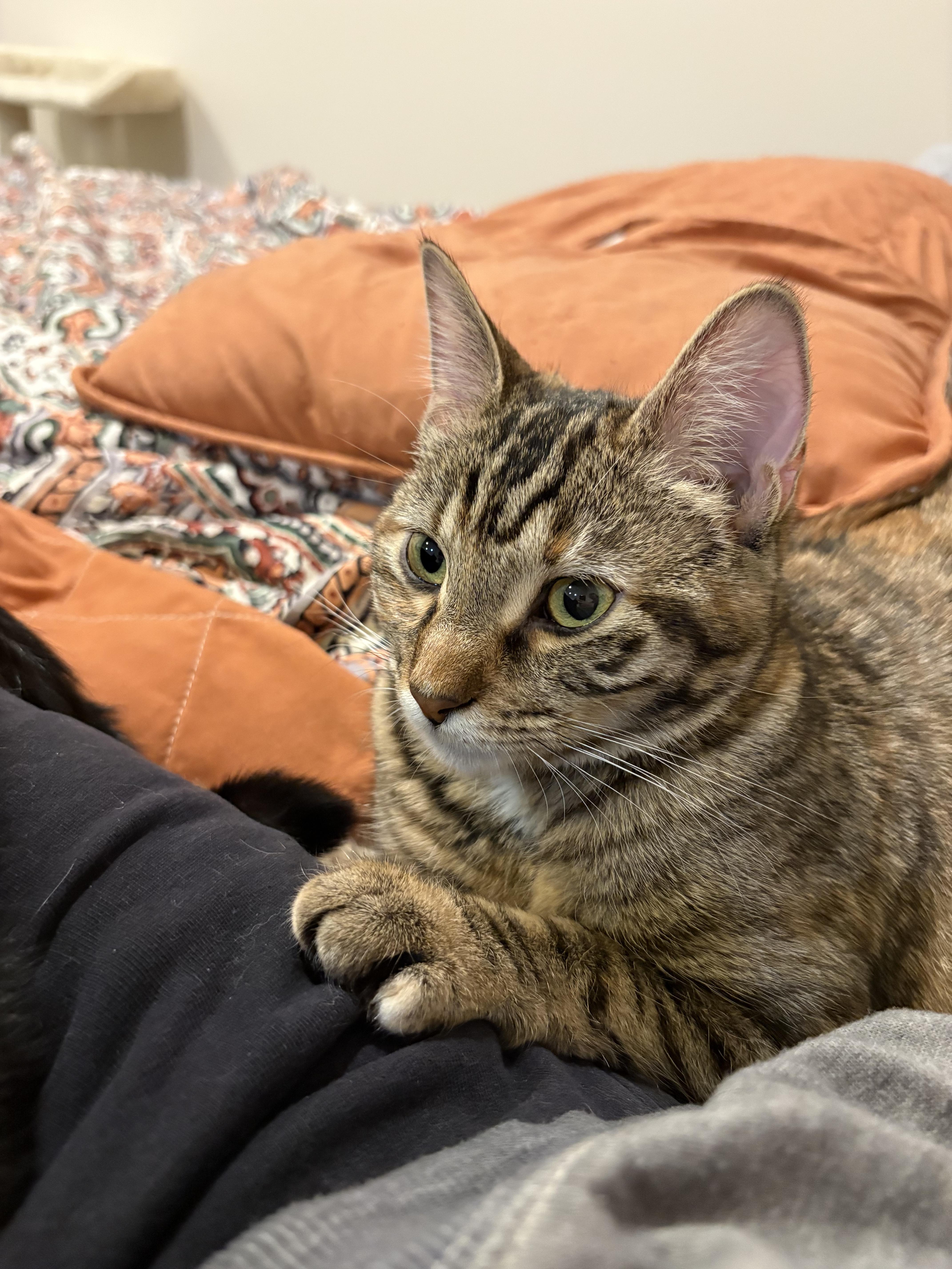 Enlarge SnugglePunk & Mini Spice, an adopted Domestic Short Hair in Lincoln, NE image 6/6