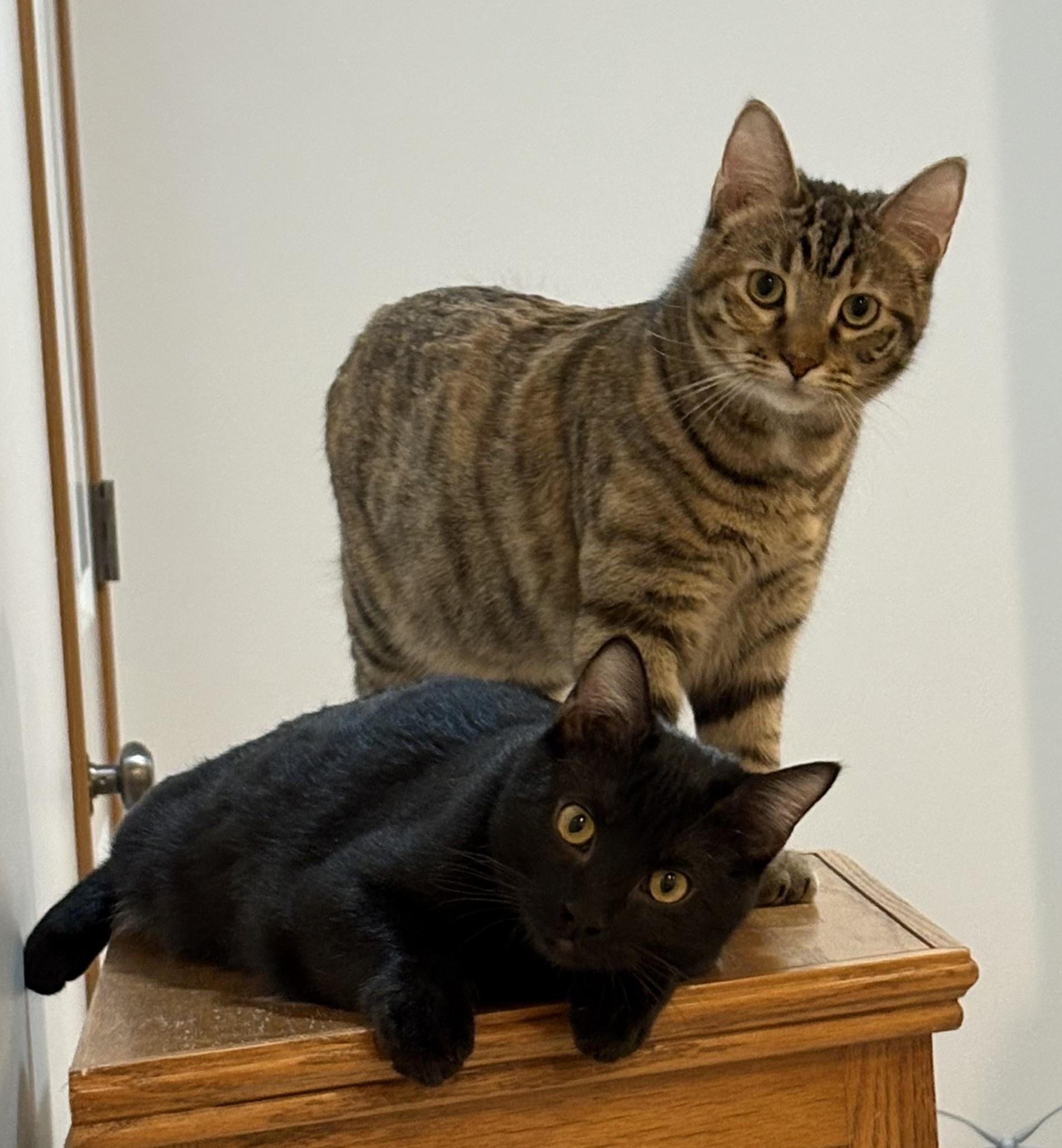 Enlarge SnugglePunk & Mini Spice, an adopted Domestic Short Hair in Lincoln, NE image 1/6