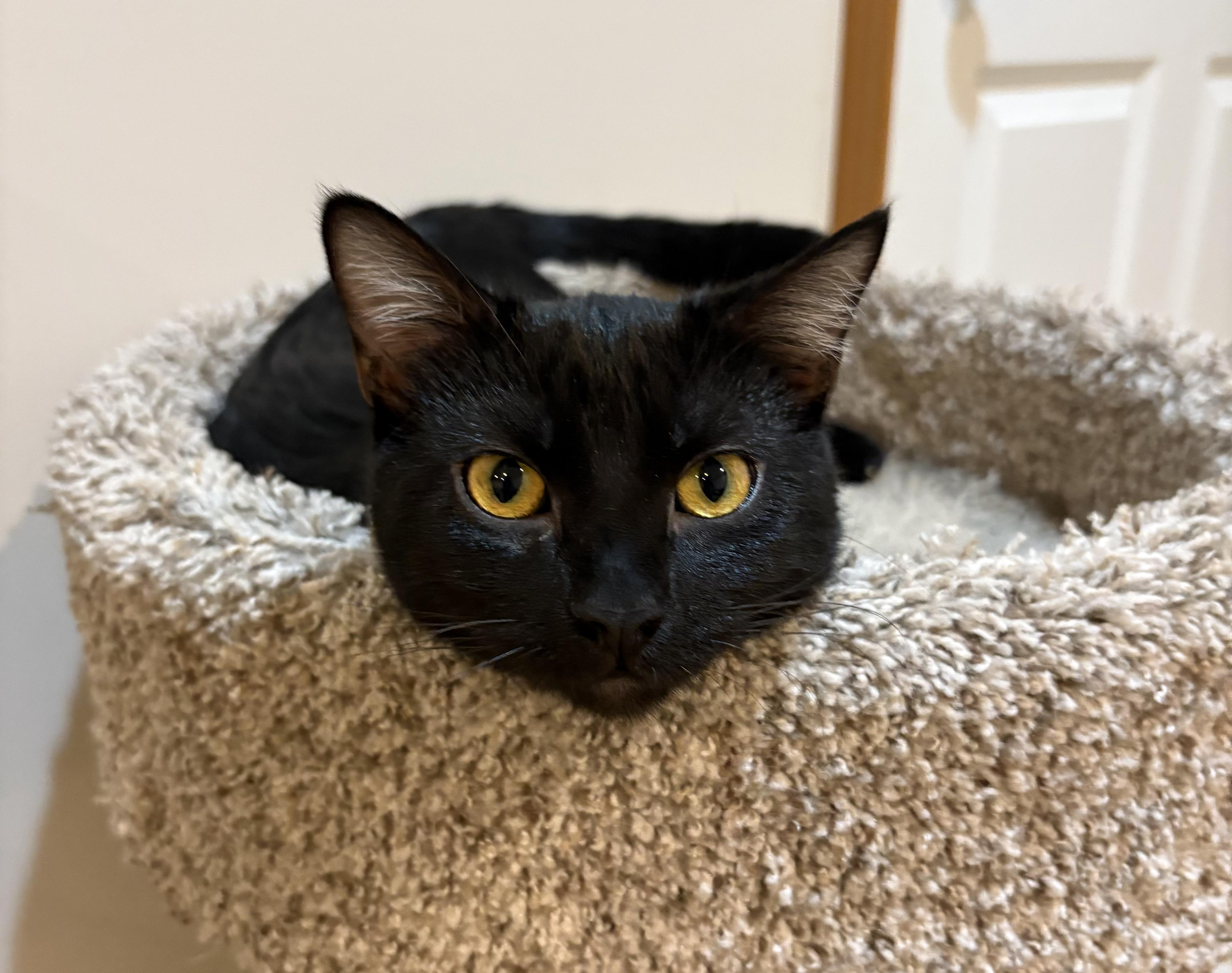 Enlarge SnugglePunk & Mini Spice, an adopted Domestic Short Hair in Lincoln, NE image 3/6