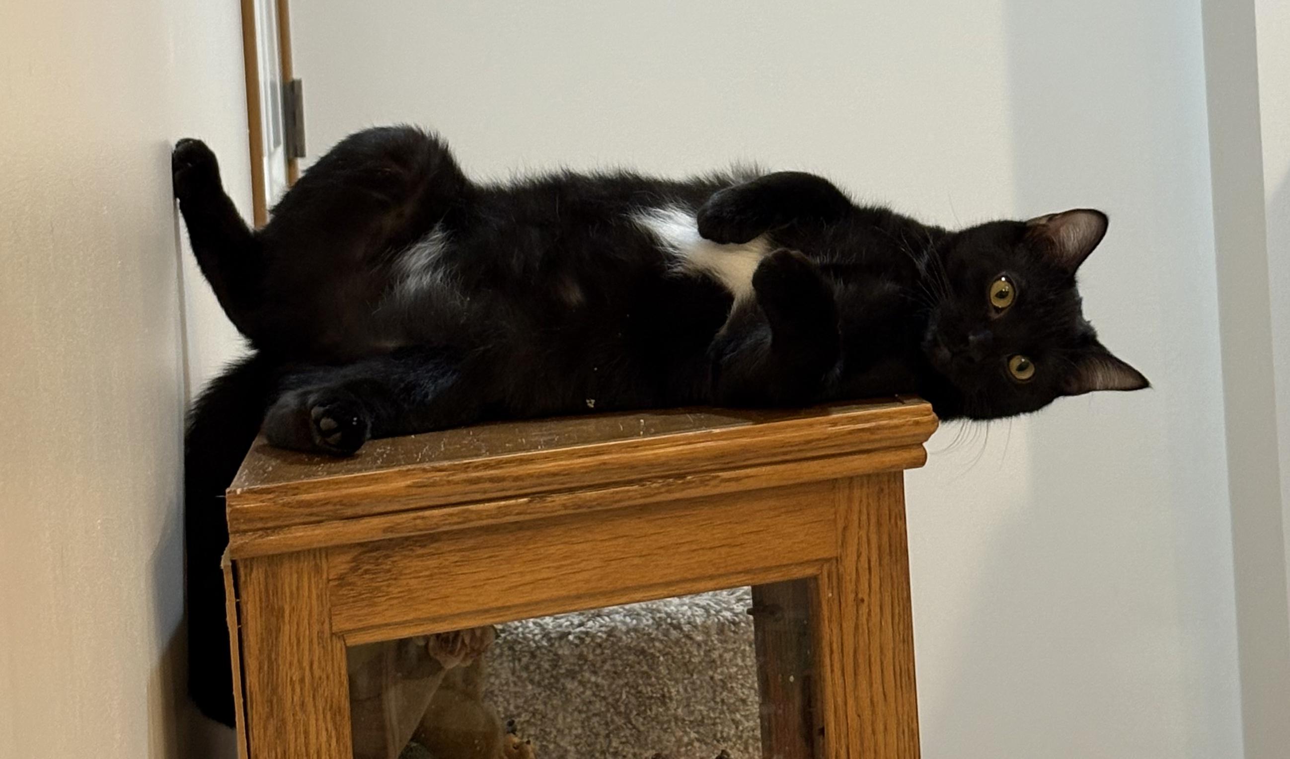 Enlarge SnugglePunk & Mini Spice, an adopted Domestic Short Hair in Lincoln, NE image 5/6