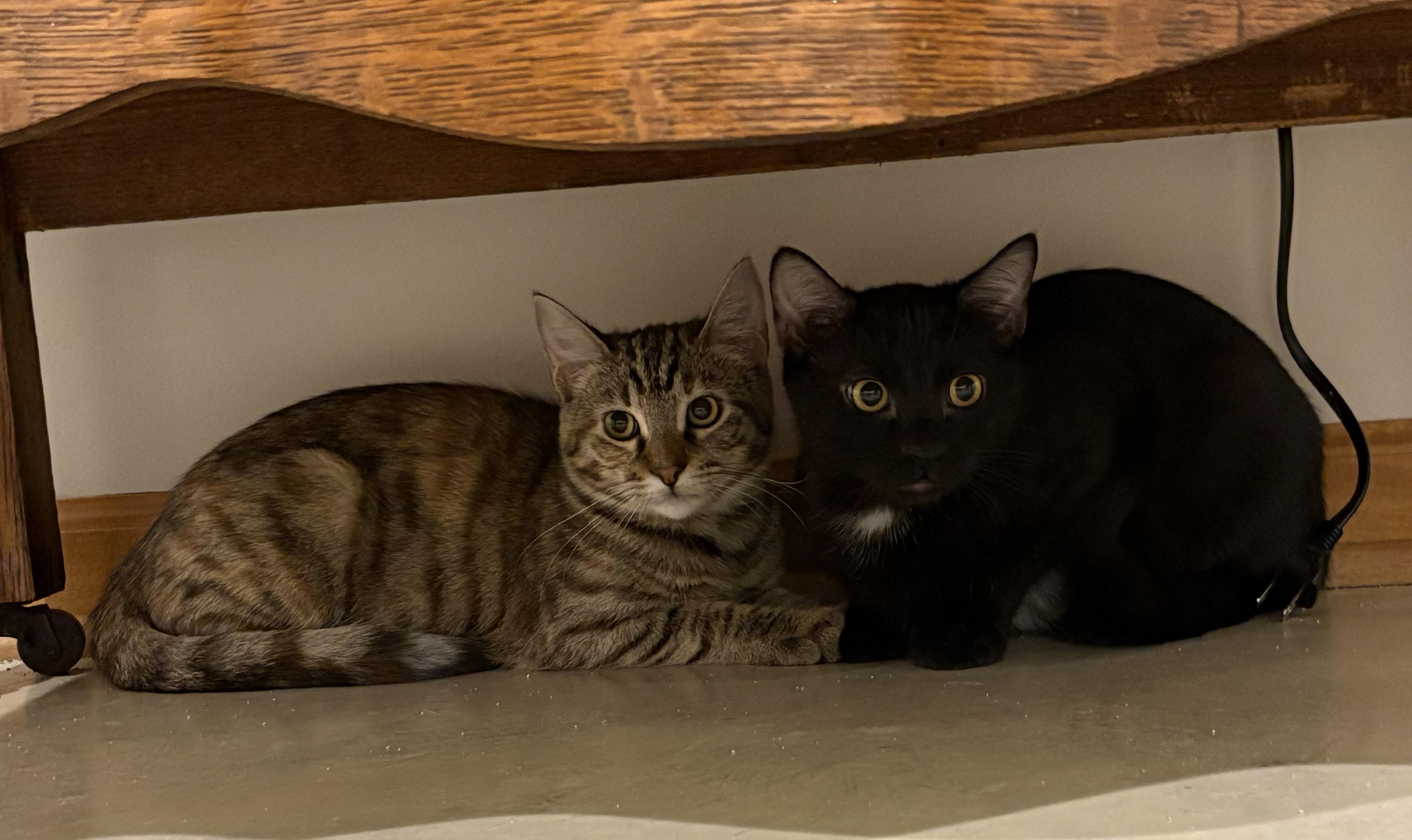 Enlarge SnugglePunk & Mini Spice, an adopted Domestic Short Hair in Lincoln, NE image 4/6