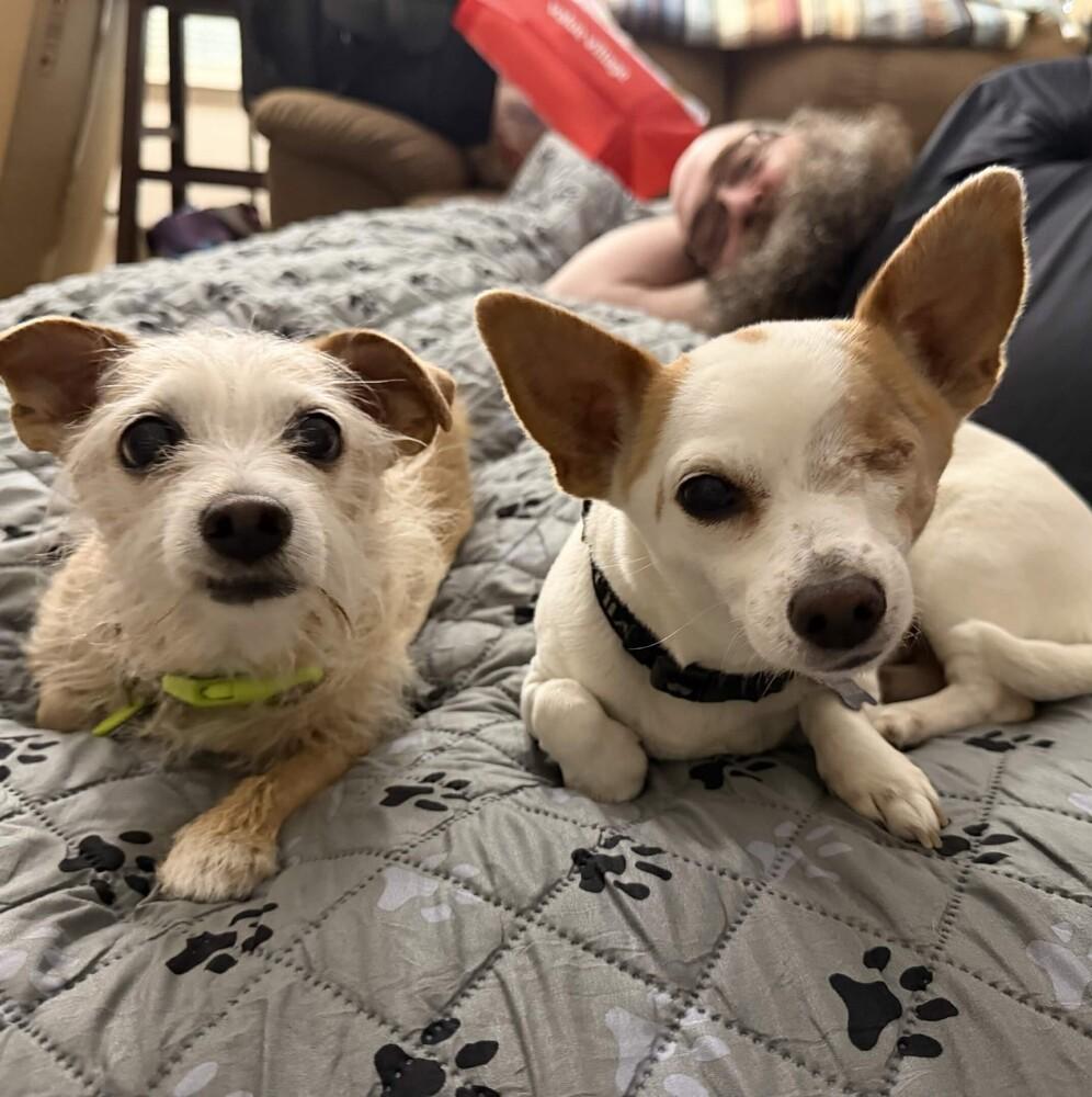 Missy (& Patches) Bonded Pair - AVAILABLE, Adoptable, Senior Female Terrier.