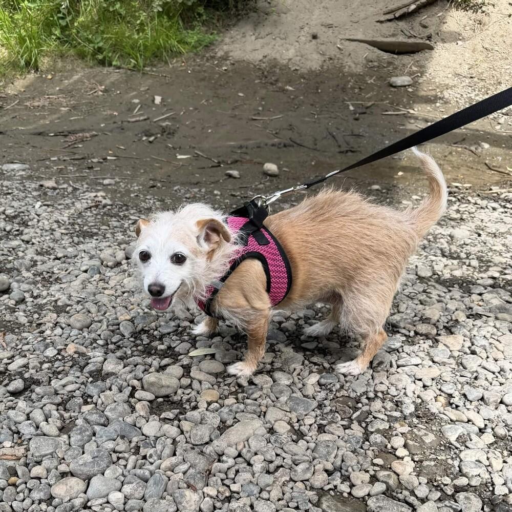 Enlarge Missy (& Patches) Bonded Pair - AVAILABLE, a Adoptable Terrier in Seattle, WA image 2/6