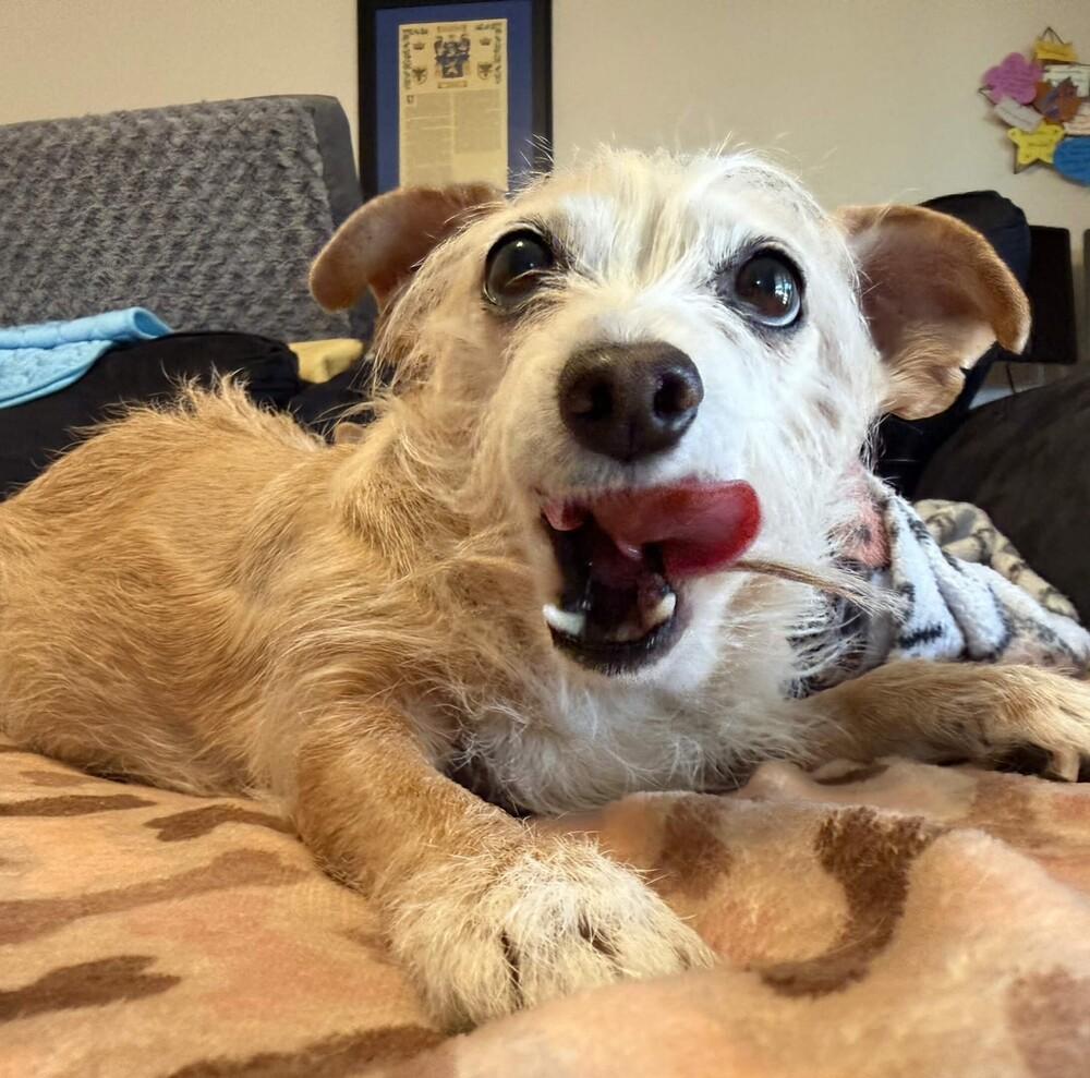Enlarge Missy (& Patches) Bonded Pair - AVAILABLE, a Adoptable Terrier in Seattle, WA image 3/6