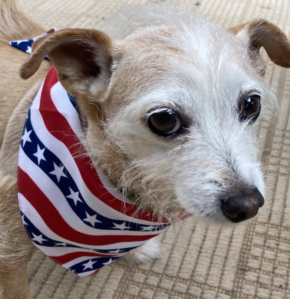 Enlarge Missy (& Patches) Bonded Pair - AVAILABLE, a Adoptable Terrier in Seattle, WA image 5/6