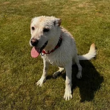 Enlarge Clark, a ADOPTABLE mixed breed in Ellensburg, WA image 5/5
