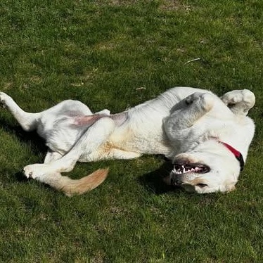 Enlarge Clark, a ADOPTABLE mixed breed in Ellensburg, WA image 2/5