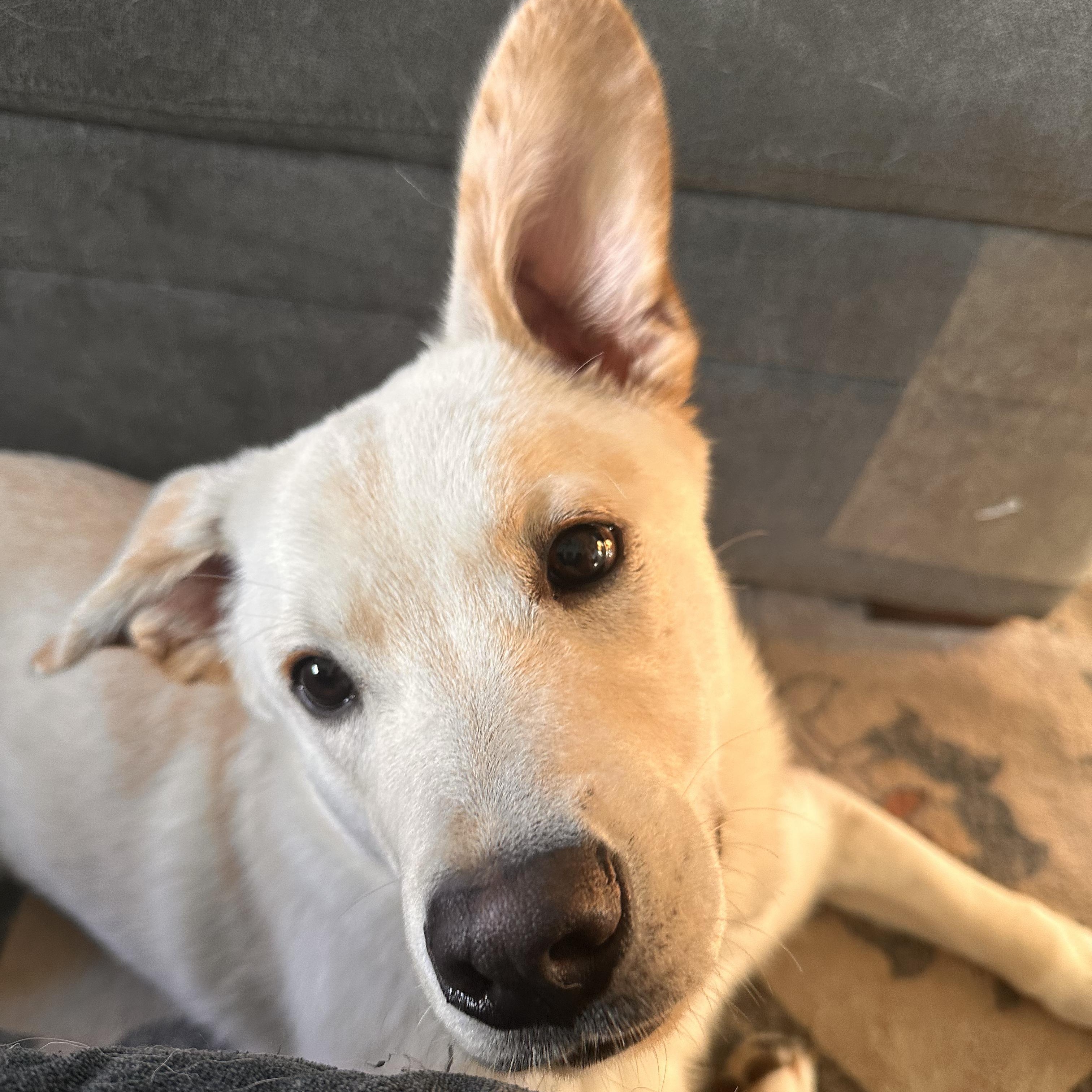 Enlarge Clark, a ADOPTABLE mixed breed in Ellensburg, WA image 3/5