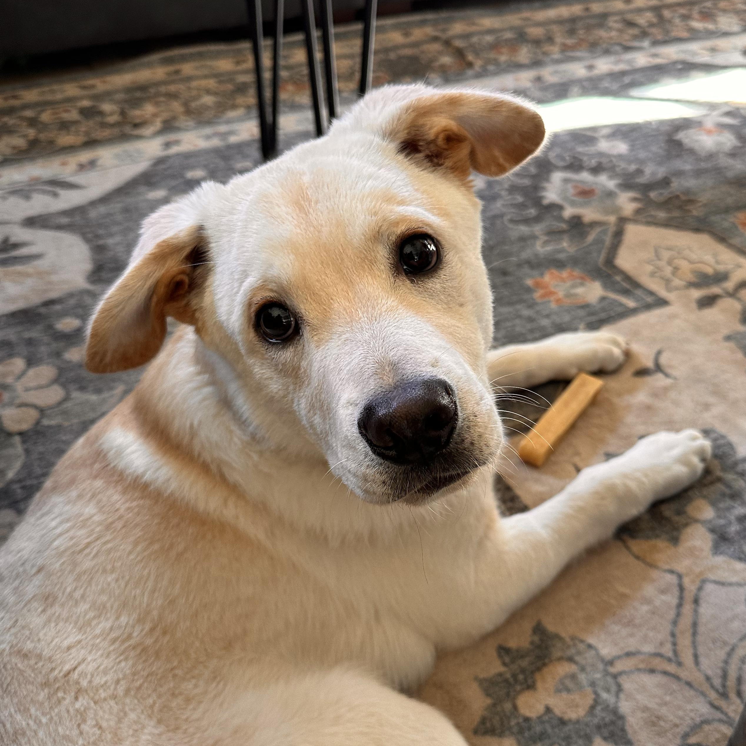 Clark, ADOPTABLE, Puppy Male Labrador Retriever.