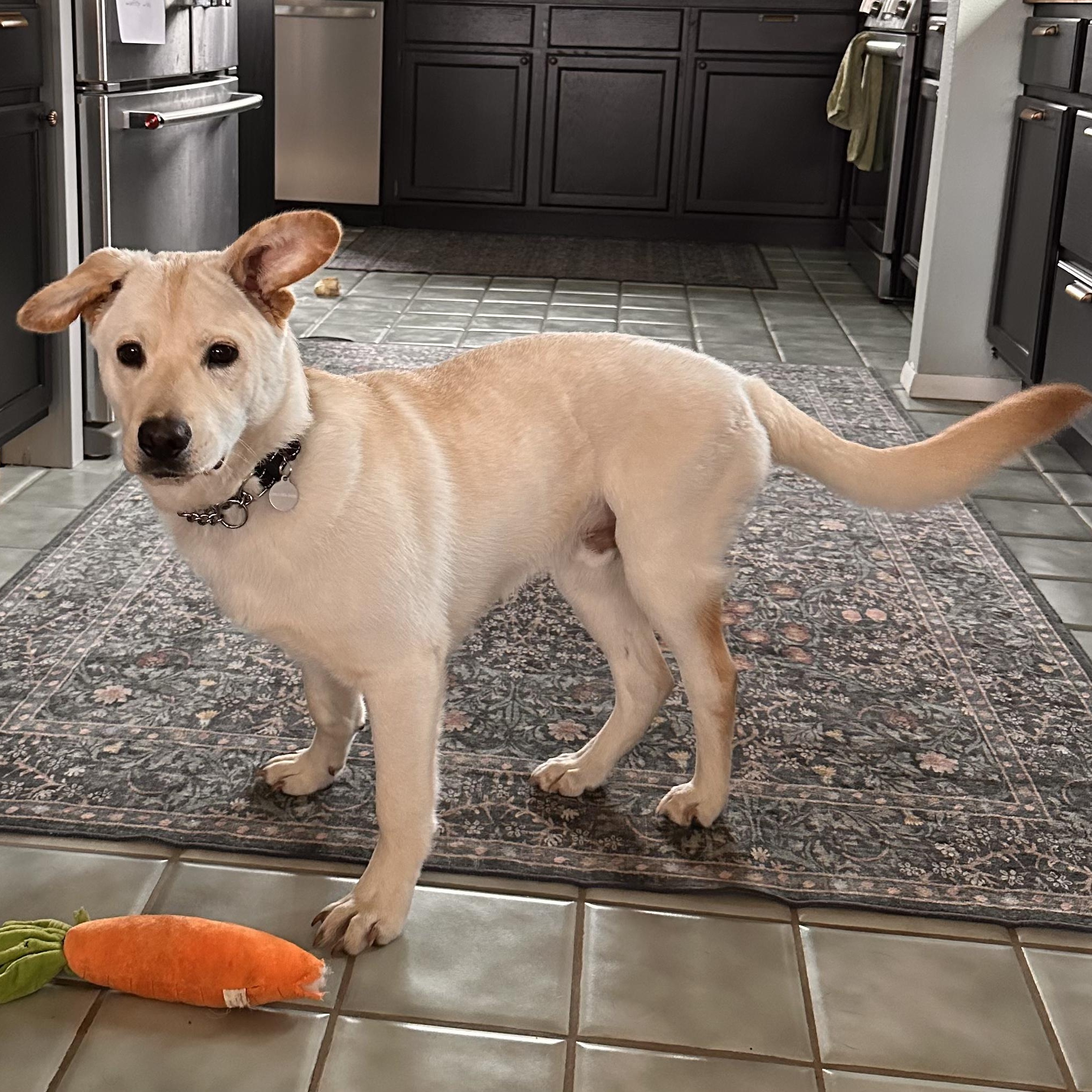 Enlarge Clark, a ADOPTABLE mixed breed in Ellensburg, WA image 4/5