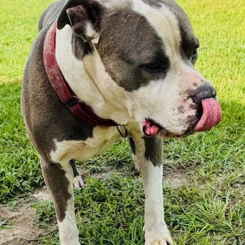 Cannon, a Adoptable mixed breed in Williston, FL image 2/6