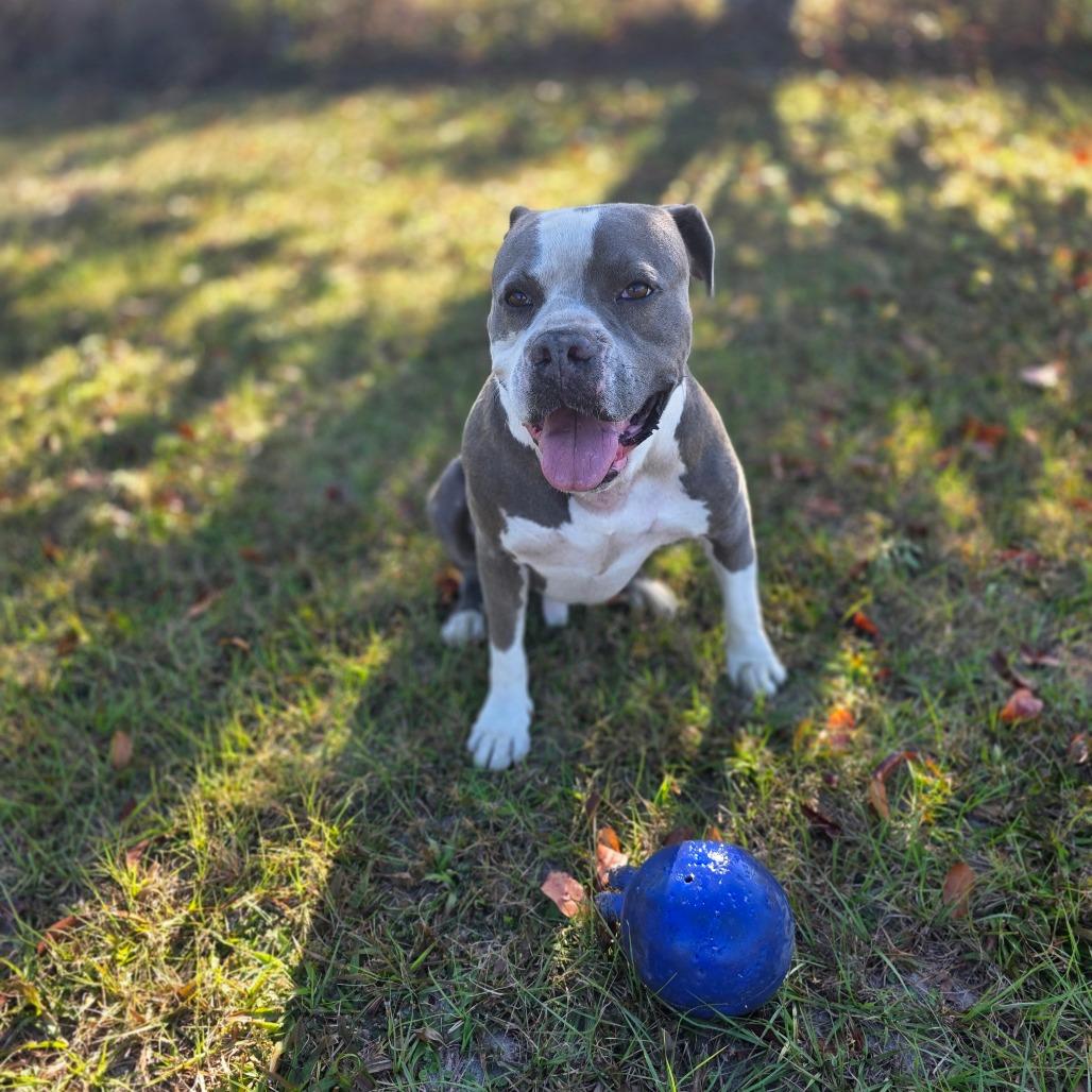 Enlarge Cannon, a Adoptable mixed breed in Williston, FL image 1/6