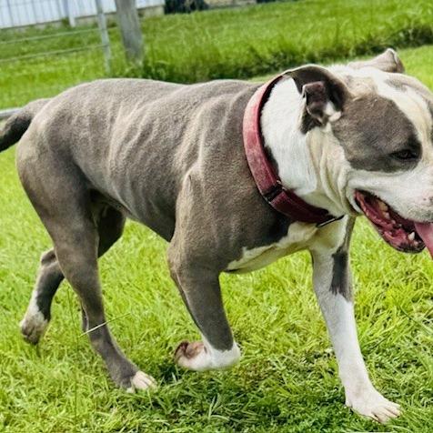 Enlarge Cannon, a Adoptable mixed breed in Williston, FL image 3/6