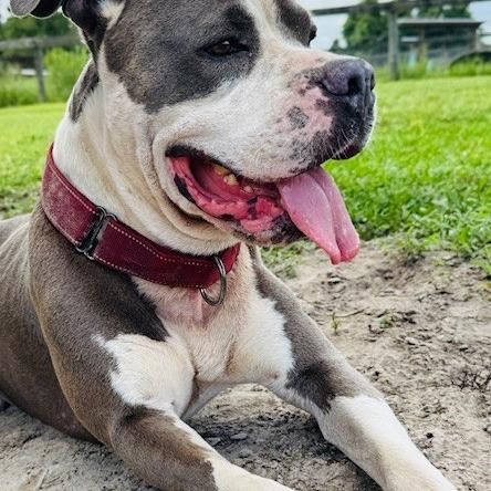 Cannon, a Adoptable mixed breed in Williston, FL image 3/6