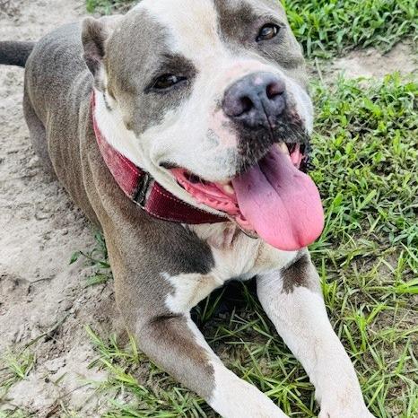 Cannon, a Adoptable mixed breed in Williston, FL image 4/6