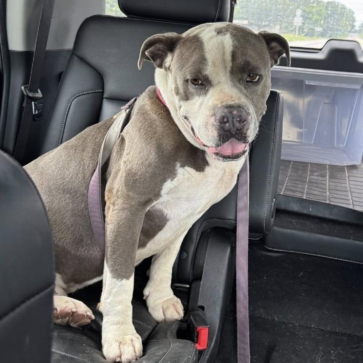 Enlarge Cannon, a Adoptable mixed breed in Williston, FL image 6/6