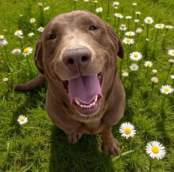 Daisy, Young Female Mixed Breed