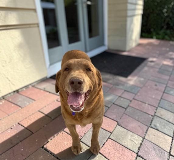 Daisy, Adoptable, Adult Female Mixed Breed.