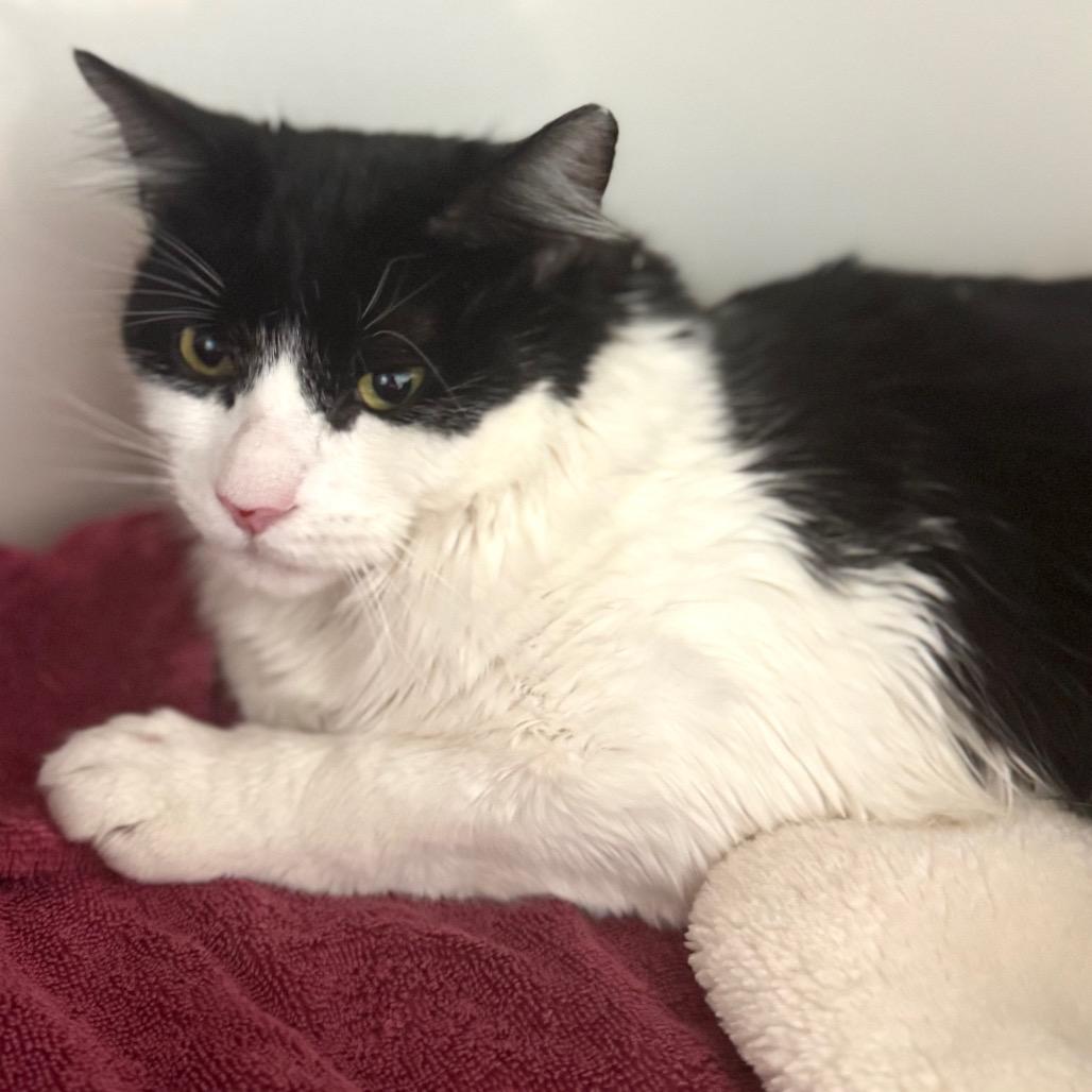 Milo, Adoptable, Young Male Domestic Medium Hair.