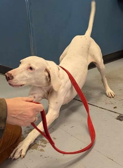 Enlarge Wendy, a ADOPTABLE mixed breed in Olympia, WA image 2/6