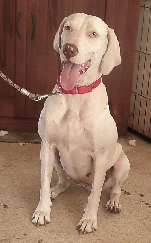 Wendy, ADOPTABLE, Young Female Dalmatian & Hound.