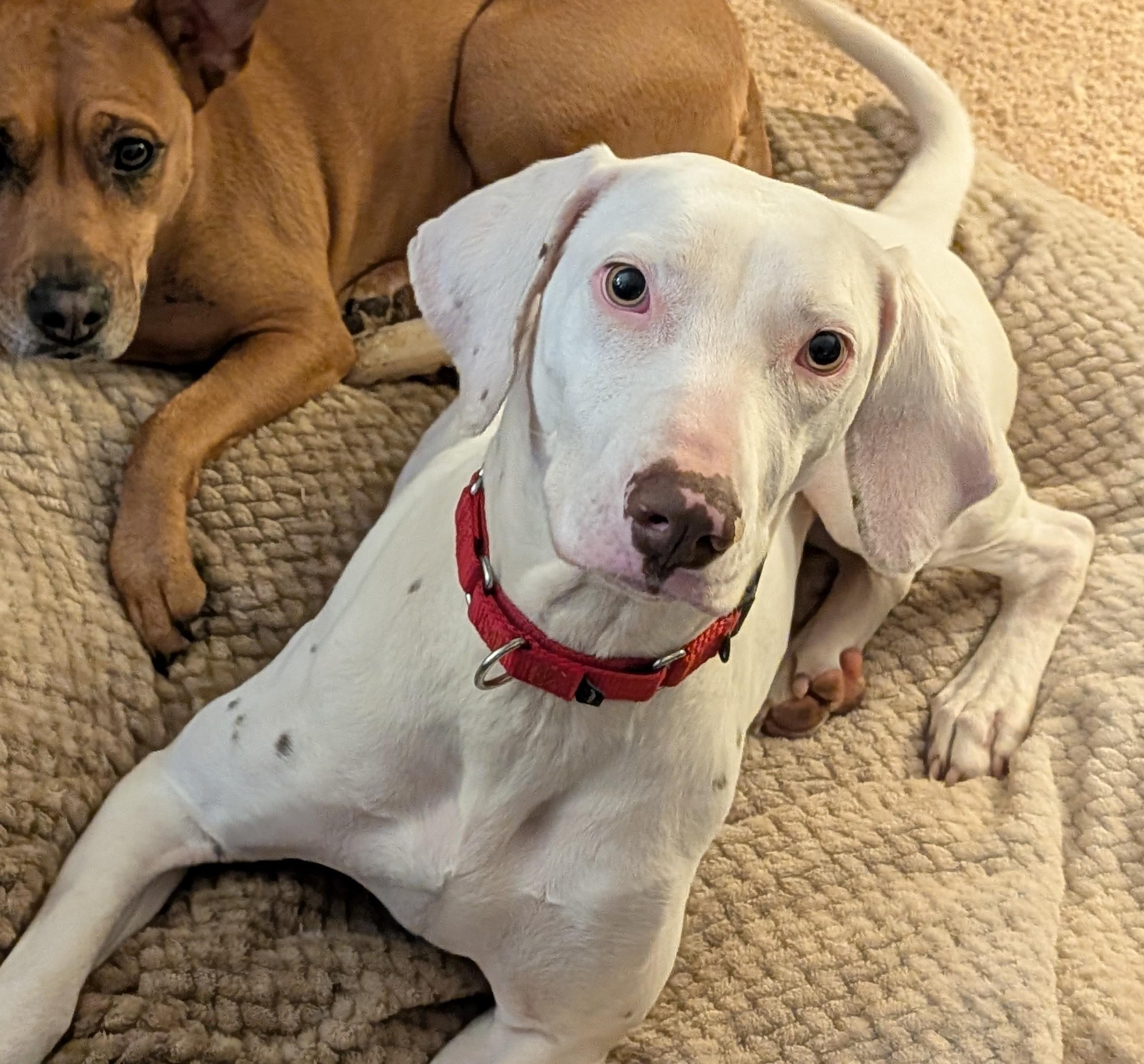 Wendy, ADOPTABLE, Young Female Dalmatian & Hound.