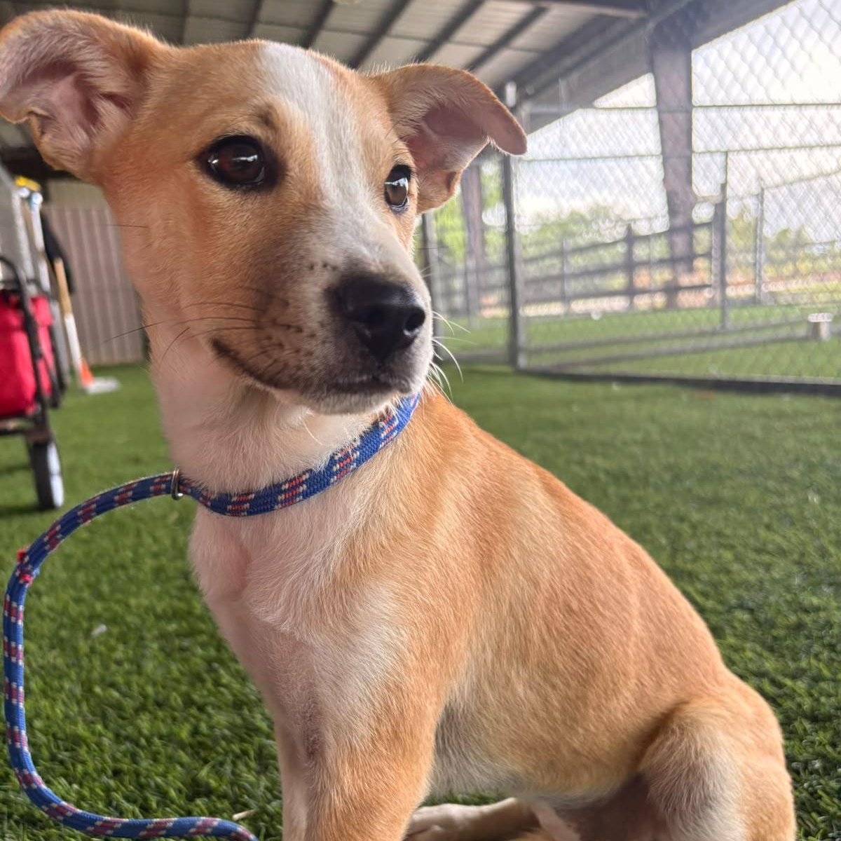 Asia, Adoptable, Puppy Female Mixed Breed.