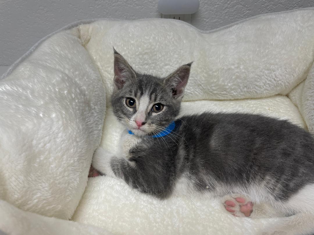 Enlarge Carrie, an adopted Tabby in Pasco, WA image 3/3