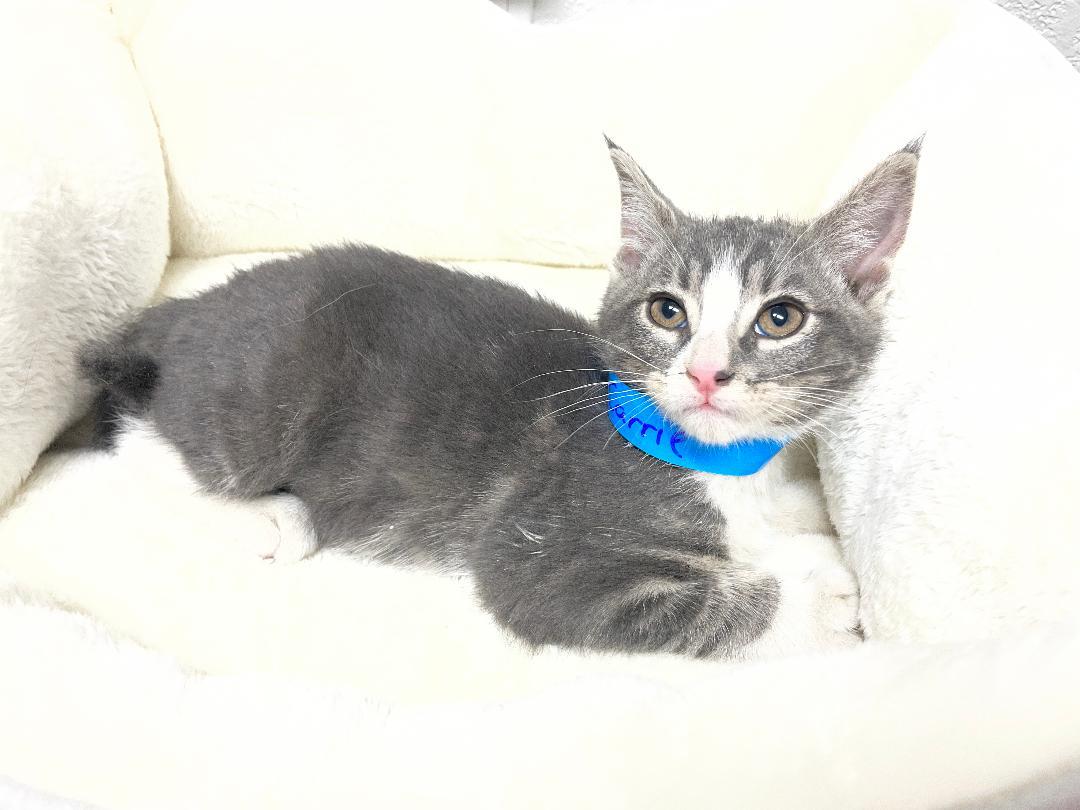 Enlarge Carrie, an adopted Tabby in Pasco, WA image 1/3