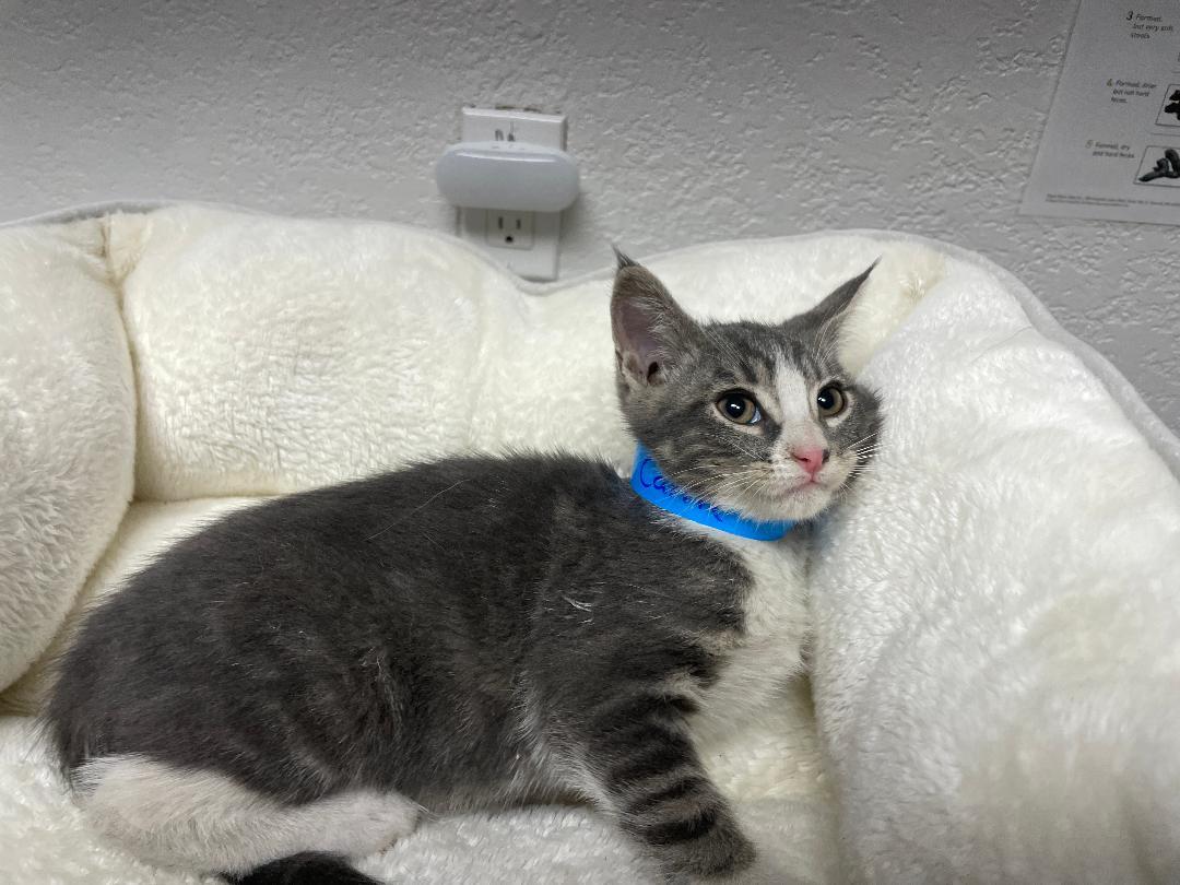 Enlarge Carrie, an adopted Tabby in Pasco, WA image 2/3