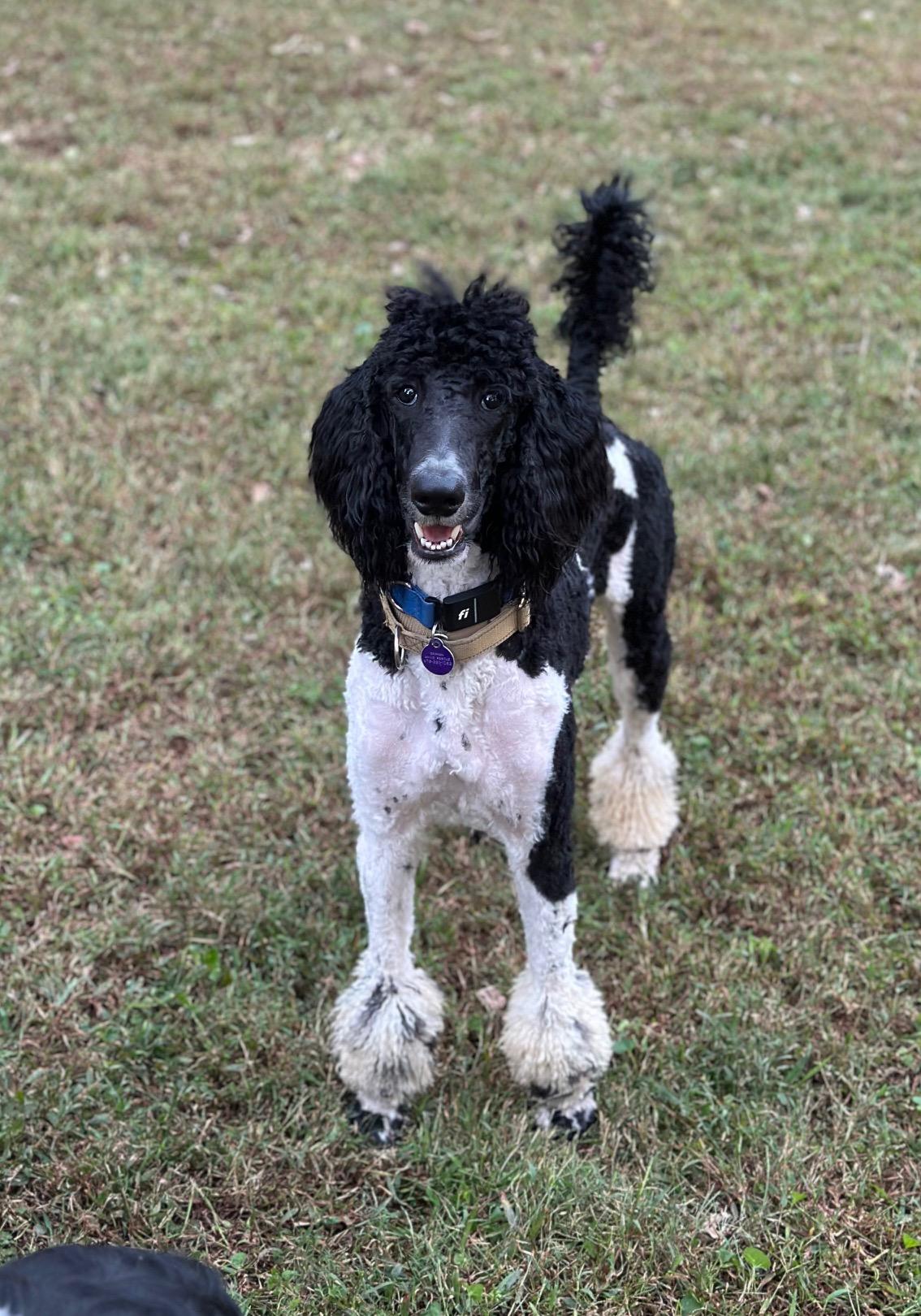 Ollie, a Adoptable Standard Poodle in Atlanta, GA image 3/6