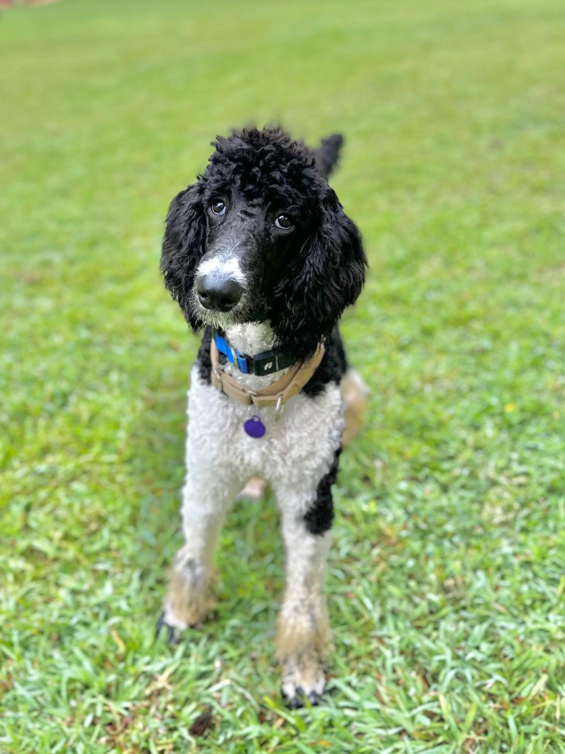 Ollie, a Adoptable Standard Poodle in Atlanta, GA image 5/6