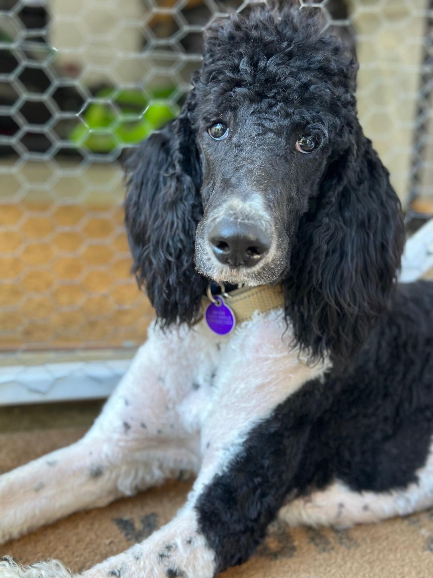 Ollie, a Adoptable Standard Poodle in Atlanta, GA image 4/6