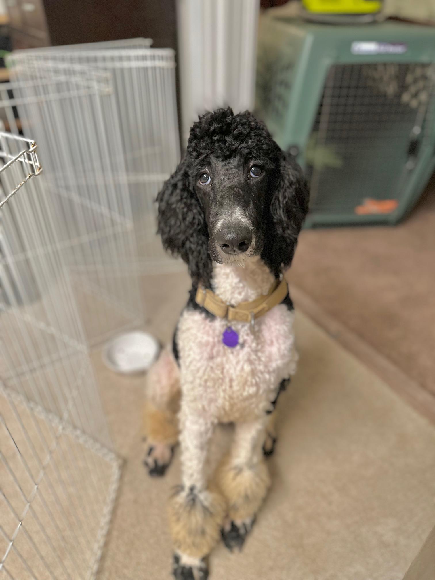 Ollie, a Adoptable Standard Poodle in Atlanta, GA image 6/6