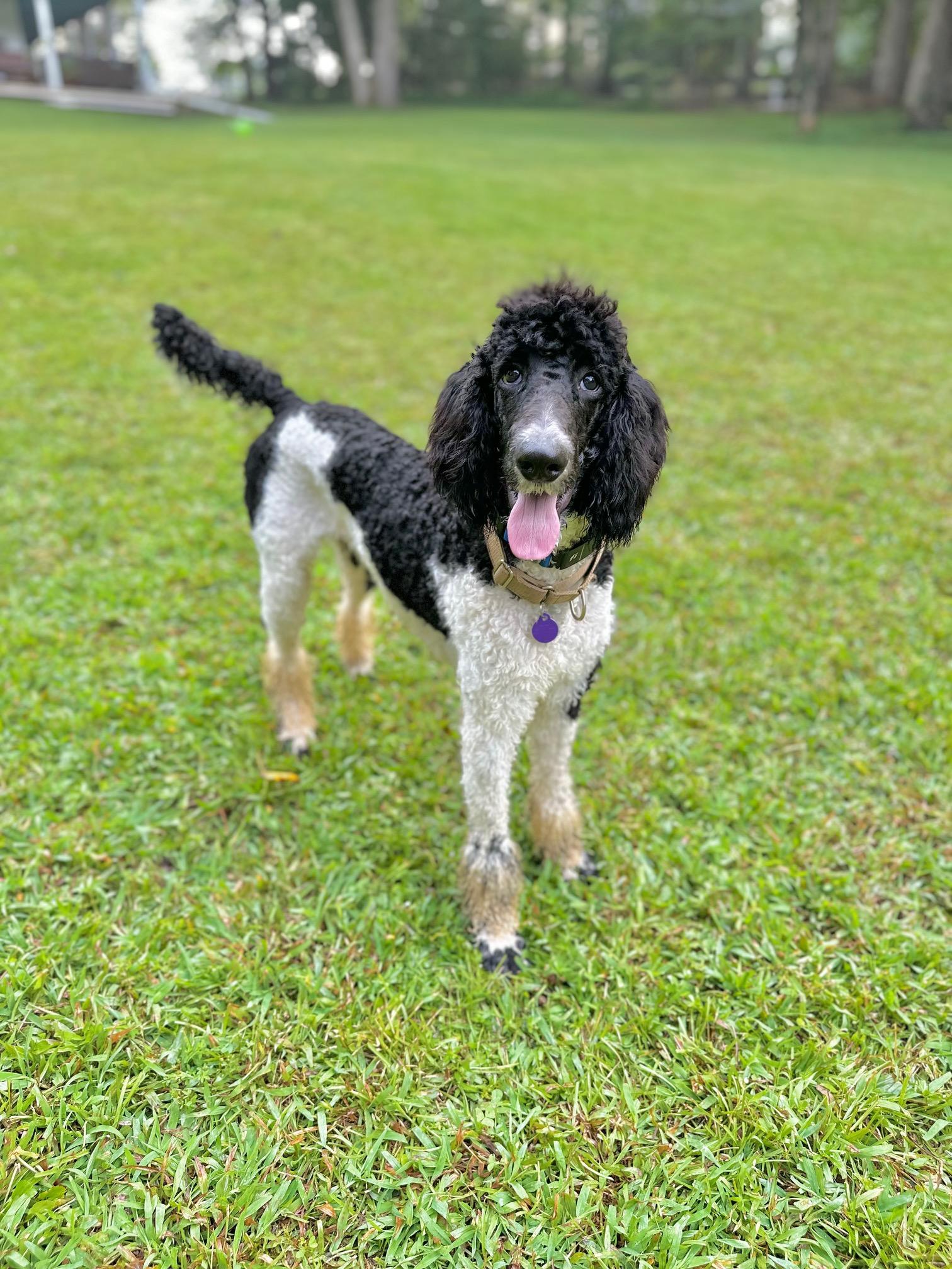 Ollie, a Adoptable Standard Poodle in Atlanta, GA image 2/6