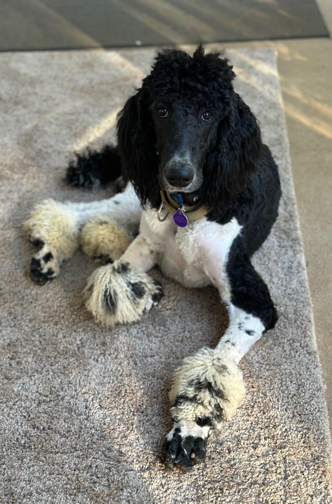Ollie, Adoptable, Young Male Standard Poodle.