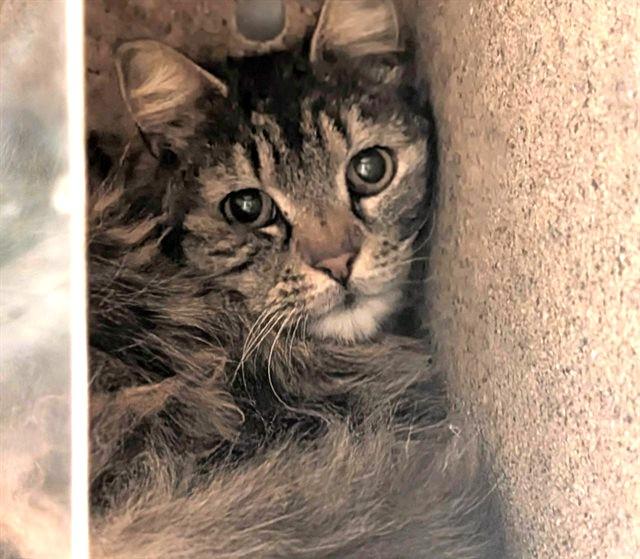 Enlarge AMELIA, a Adoptable mixed breed in Anchorage, AK image 1/1