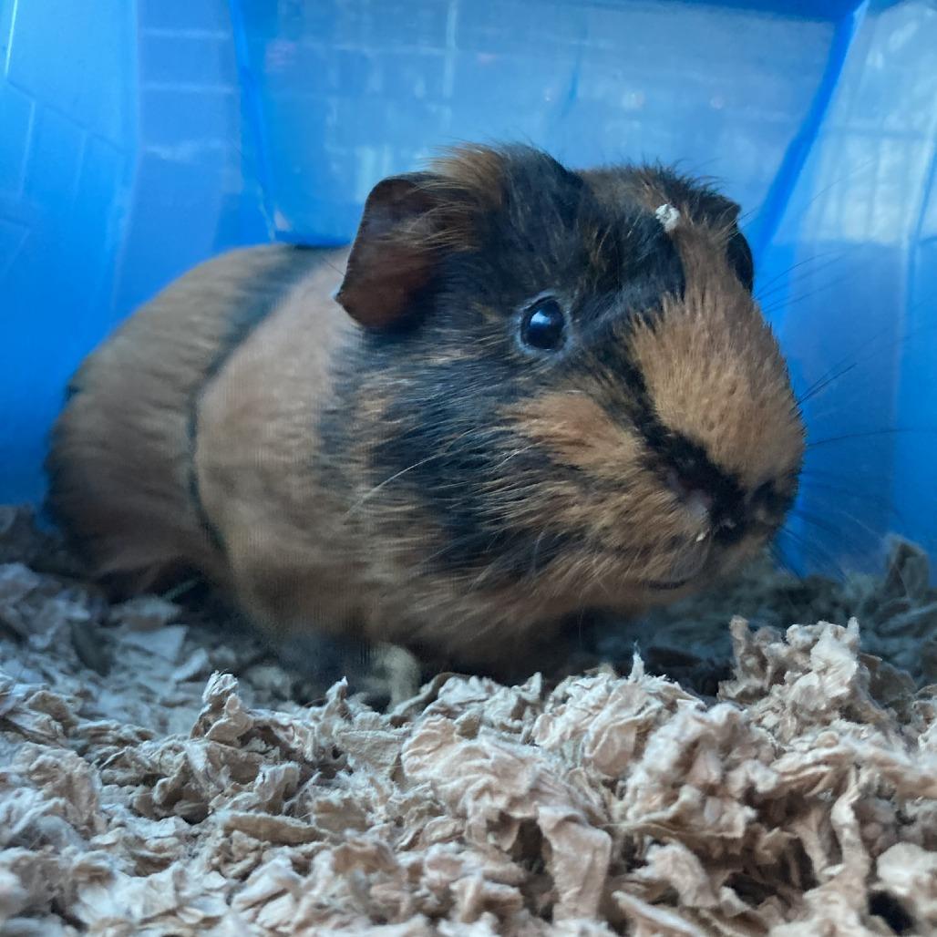 Reese's, Adoptable, Baby Male Guinea Pig.